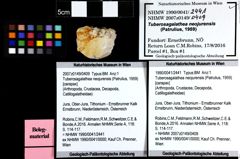 Foto (Objket + Etiketten) von Tuberosagalathea neojurensis (Patrulius, 1959) 